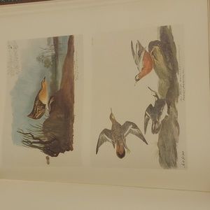 Yellow Rail, plate 98. Red Phalarope, plate 99. John James Audubon